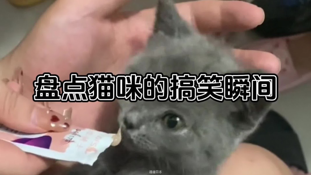 盘点那些猫咪的搞笑瞬间！太有意思了！#看一遍笑一遍-1.jpg