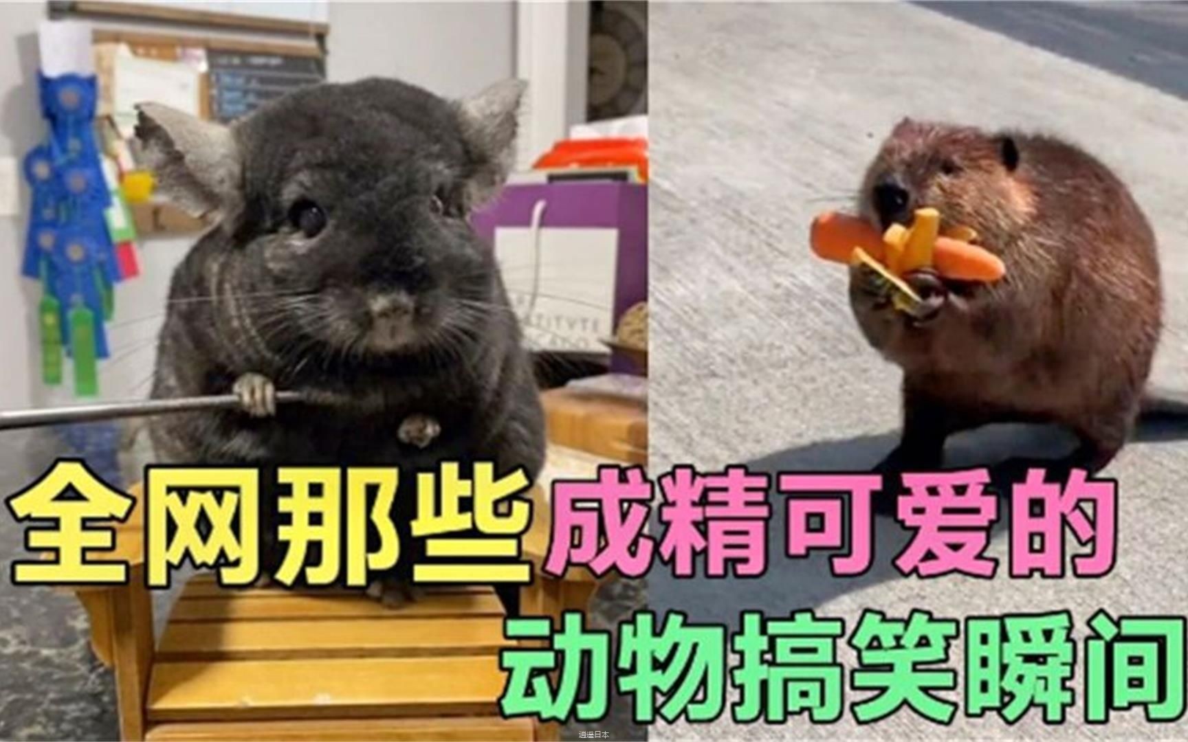 盘点全网小动物们的搞笑时刻，看一遍笑一遍-1.jpg