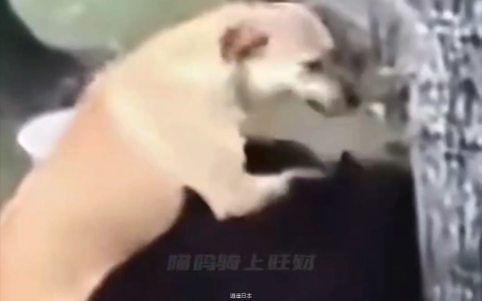 【搞笑视频】全是名场面!搞笑合集-1.jpg