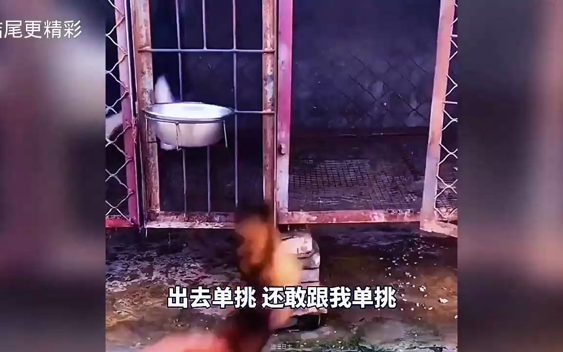 【搞笑配音】da架、抢饭，哈二爷真横啊，看完我笑了1分17秒...-1.jpg
