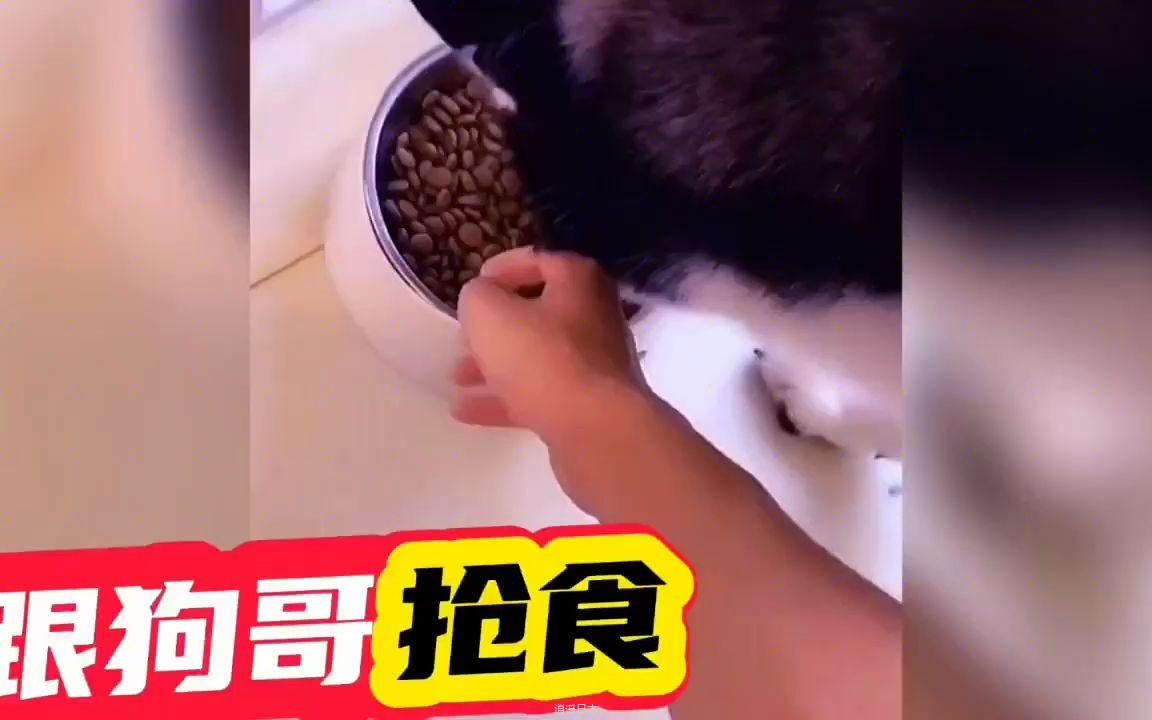 【搞笑配音】狗吃啥，我吃啥，这波操作绝了，看完我笑了1分46秒-1.jpg