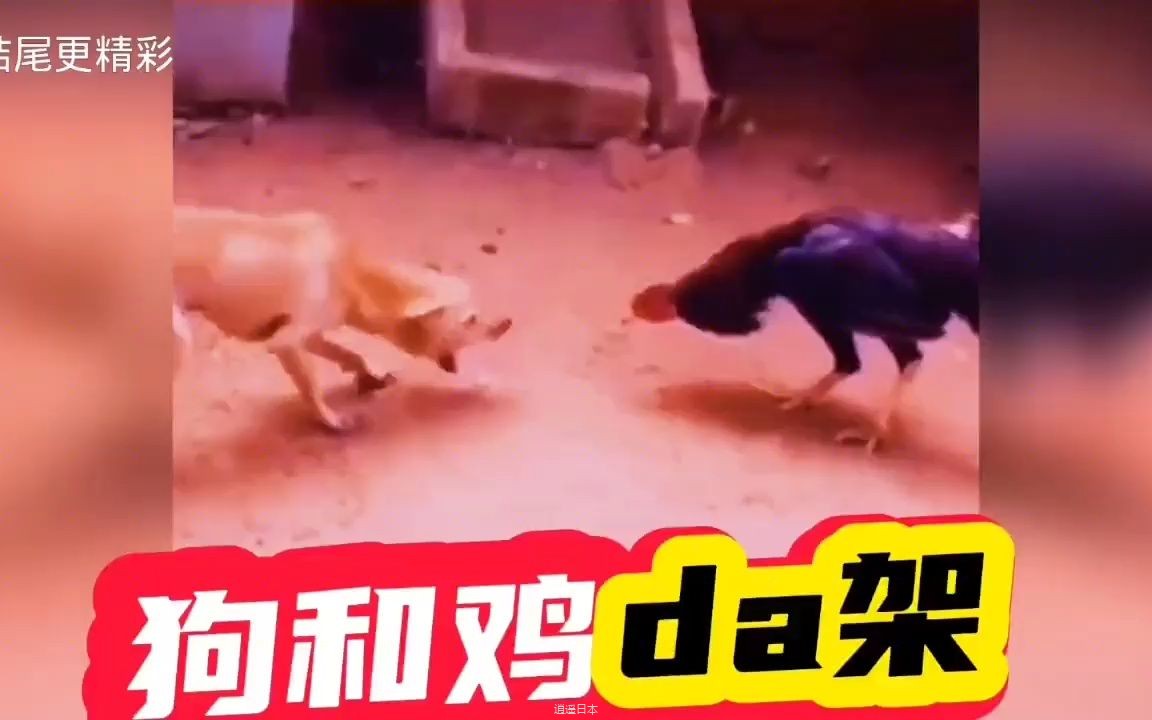 【搞笑配音】公鸡和狗da架，结局我没见过，看完我笑了1分08秒...-1.jpg