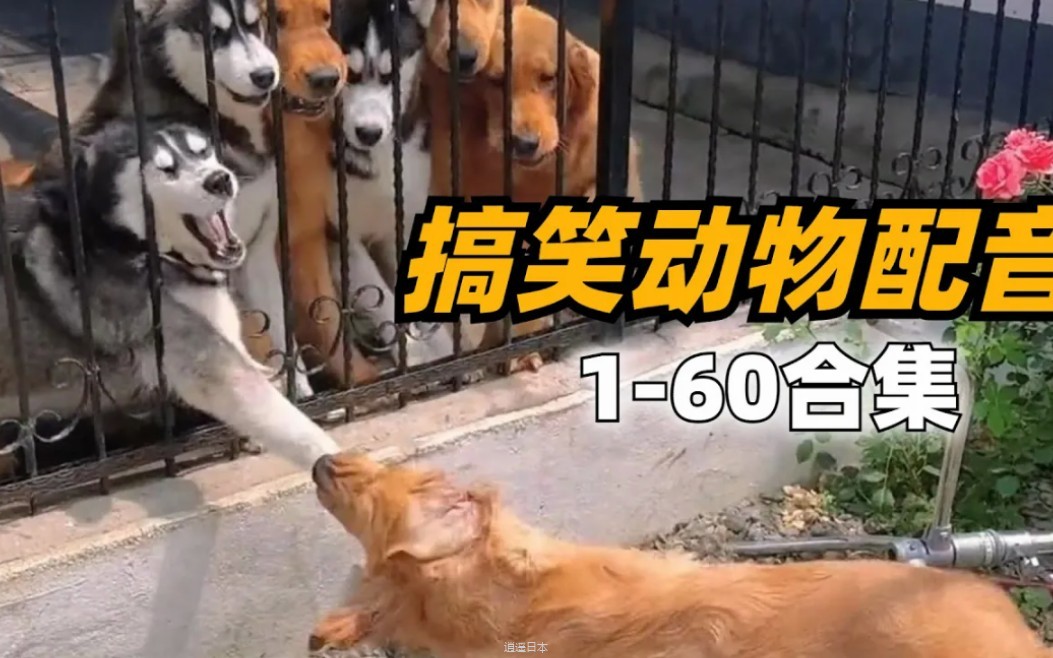 动物爆笑笑配音合集（2）看完一次开心一天！-1.jpg