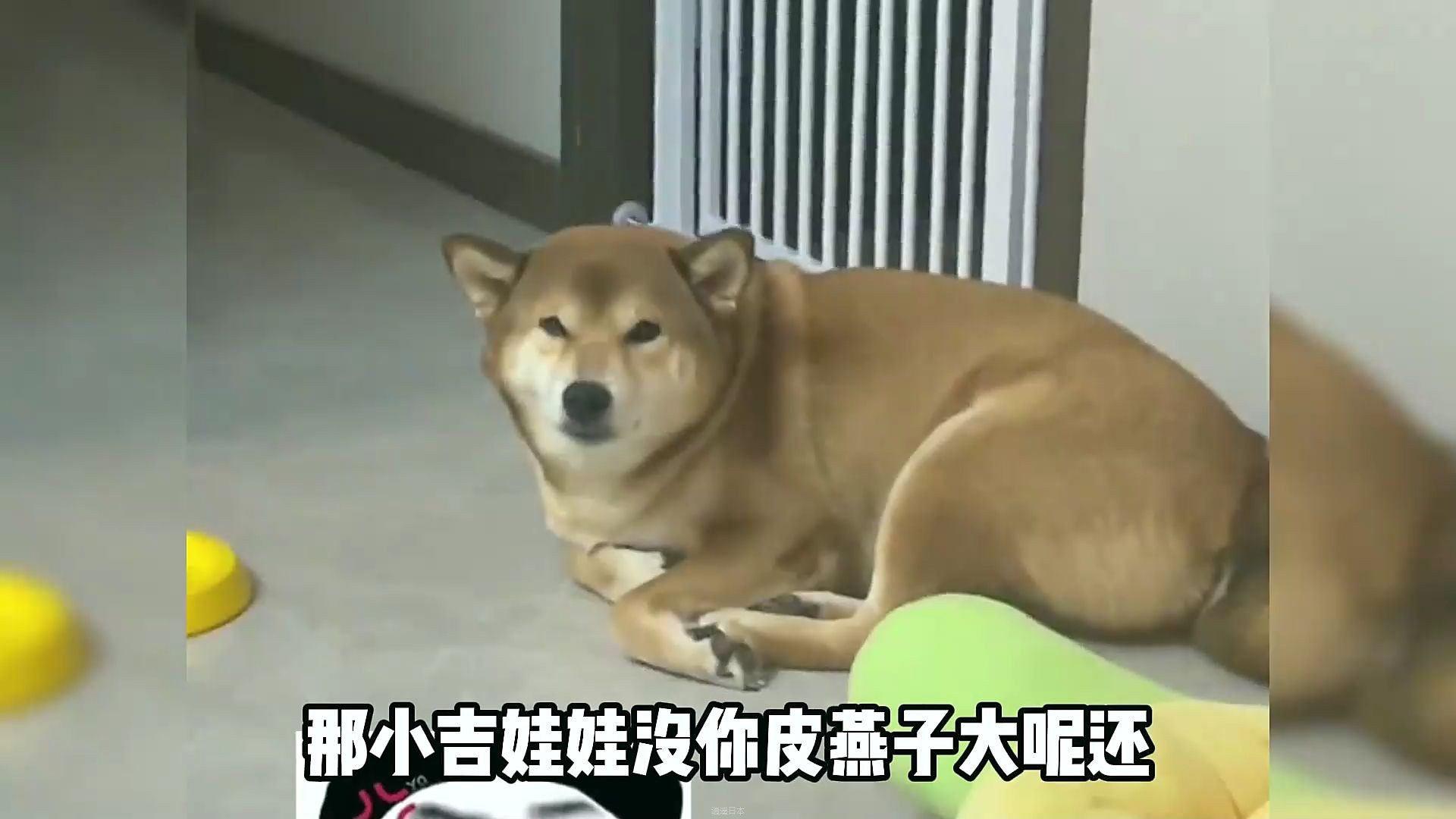 盘点东北人说话的搞笑瞬间,真是天生自带幽默感,开口就是段子-1.jpg